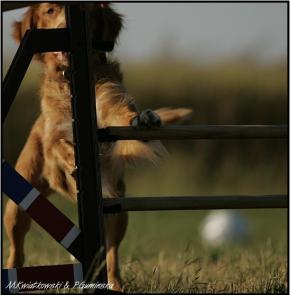 Obóz Agility Need4Speed 2008