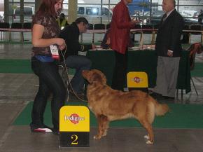 CACIB Poznań 2008