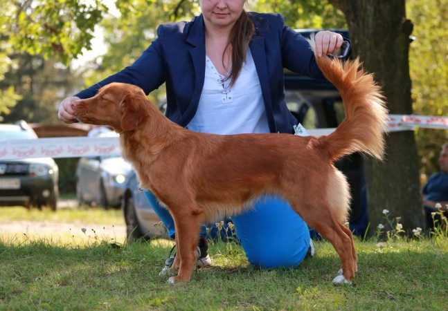 Klubowa wystawa 2017 