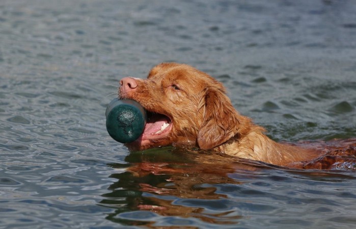 Tolling Seminar 2019