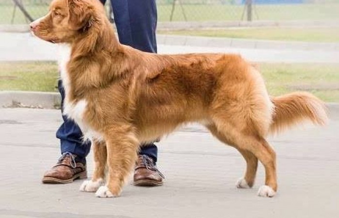 JavaHill's Rider In The Sky