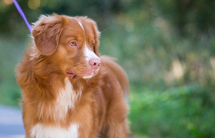 JavaHill's Rider In The Sky