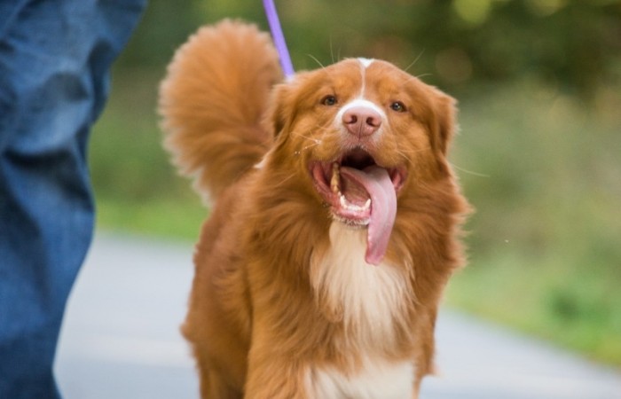 JavaHill's Rider In The Sky