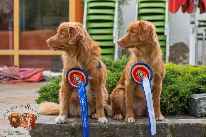 Kwiecień 2017, Rumunia