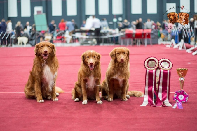 Klubowa wystawa 2018