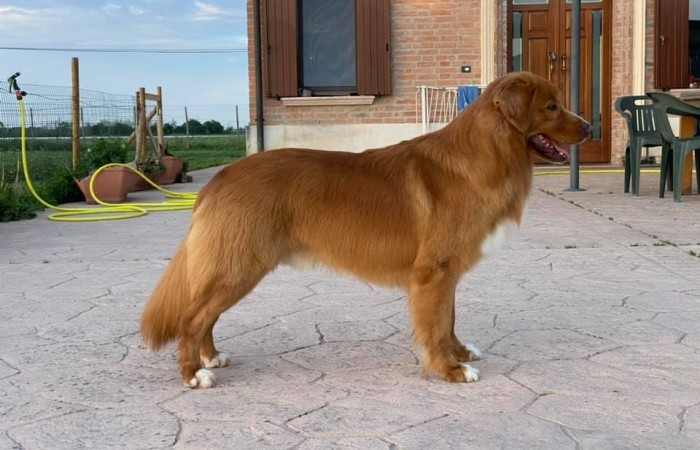 Sherlock Holmes Di Casa Toller - STORM -