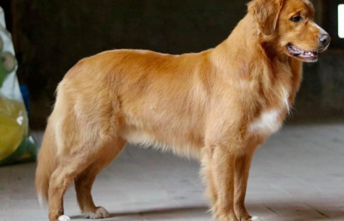 Sherlock Holmes Di Casa Toller - STORM -