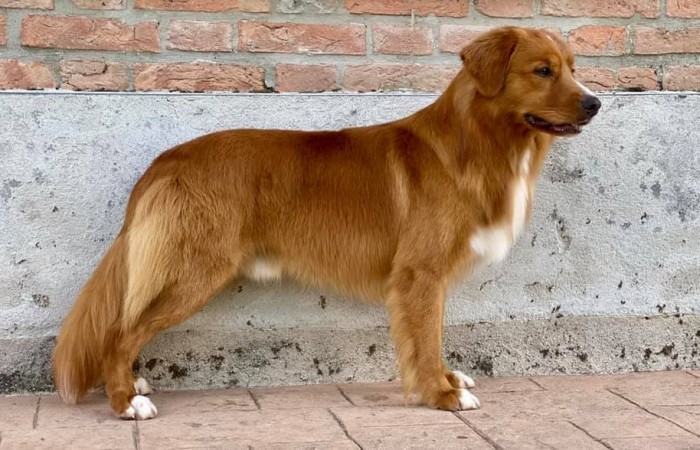 Sherlock Holmes Di Casa Toller - STORM -