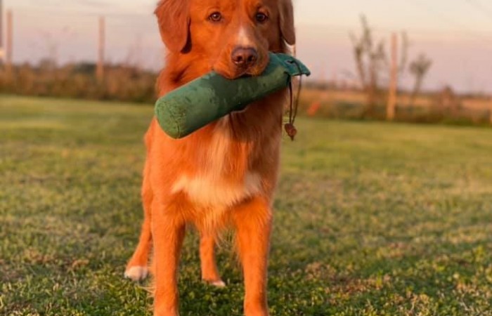 Sherlock Holmes Di Casa Toller - STORM -