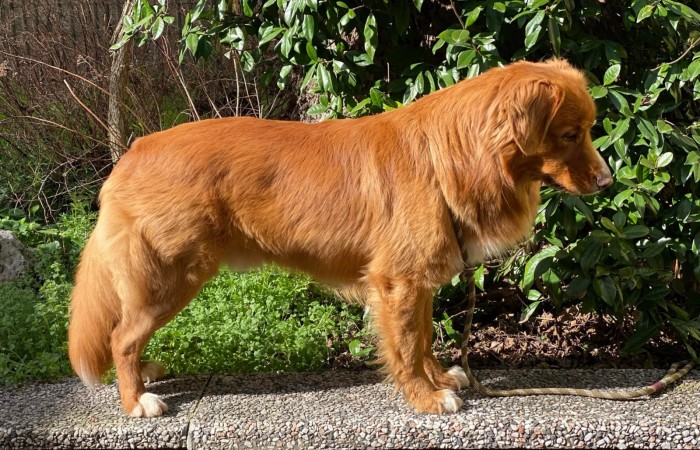 Sherlock Holmes Di Casa Toller - STORM -