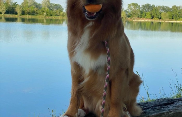 Sherlock Holmes Di Casa Toller - STORM -