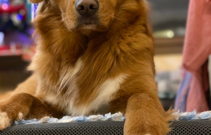 Sherlock Holmes Di Casa Toller - STORM -