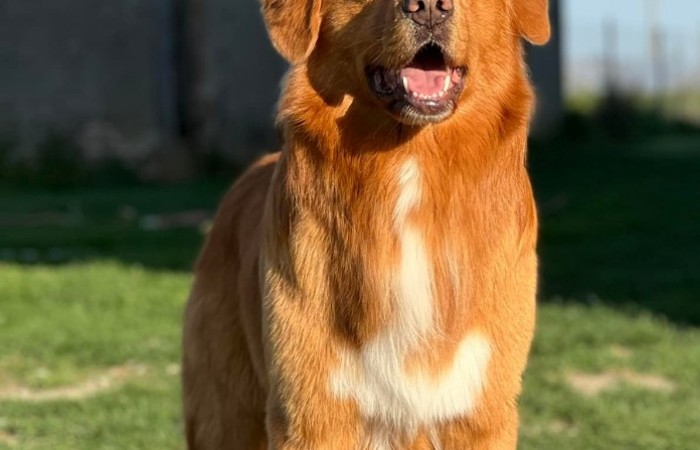 Sherlock Holmes Di Casa Toller - STORM -