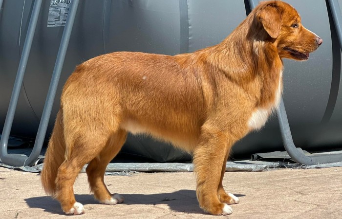 Sherlock Holmes Di Casa Toller - STORM -