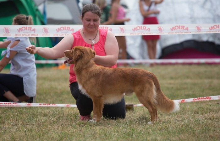 Klubowa Wystawa Retrieverów 2022