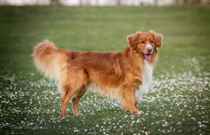 Ozzy - EvViva La Vita GLOW LIKE FIRE