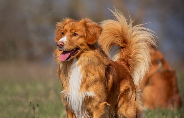 Ozzy - EvViva La Vita GLOW LIKE FIRE