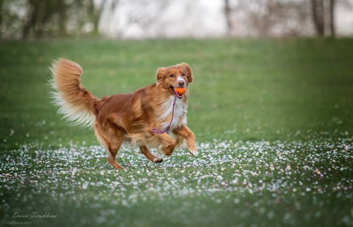 Ozzy - EvViva La Vita GLOW LIKE FIRE