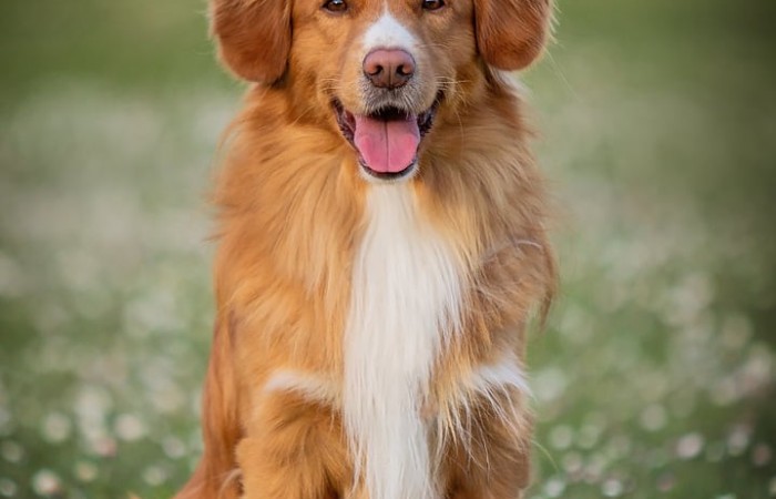 Ozzy - EvViva La Vita GLOW LIKE FIRE