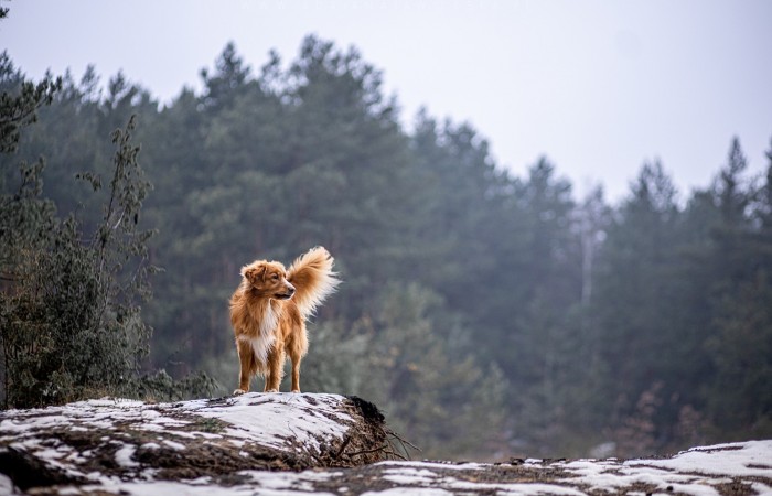 Ozzy - EvViva La Vita GLOW LIKE FIRE