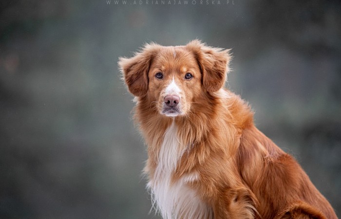 Ozzy - EvViva La Vita GLOW LIKE FIRE