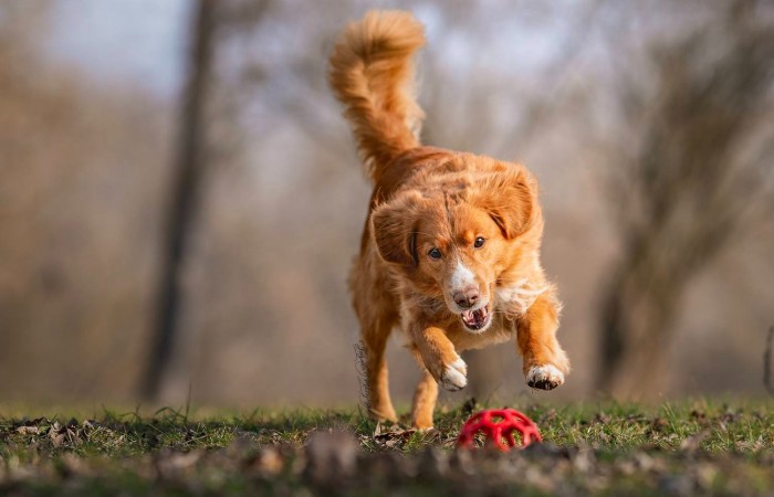 Ozzy - EvViva La Vita GLOW LIKE FIRE