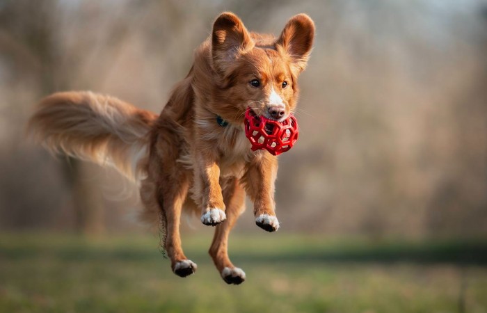 Ozzy - EvViva La Vita GLOW LIKE FIRE