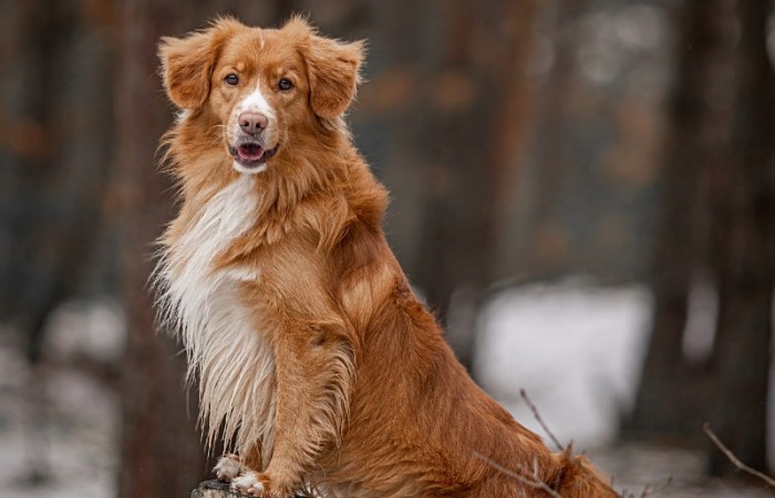 Ozzy - EvViva La Vita GLOW LIKE FIRE