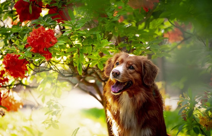 Ozzy - EvViva La Vita GLOW LIKE FIRE