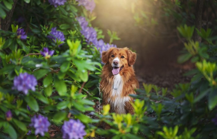 Ozzy - EvViva La Vita GLOW LIKE FIRE