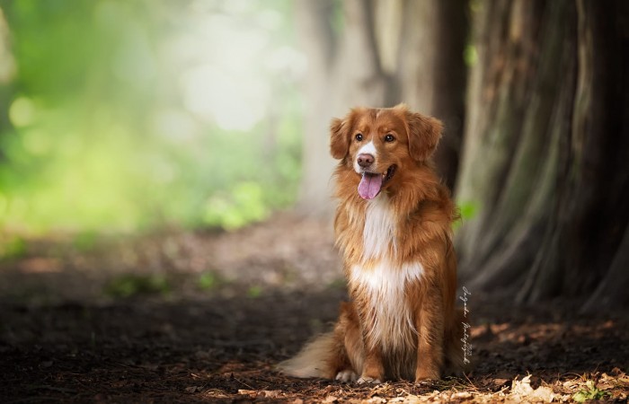 Ozzy - EvViva La Vita GLOW LIKE FIRE