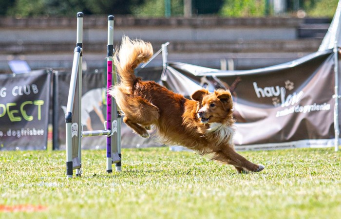 Ozzy - EvViva La Vita GLOW LIKE FIRE