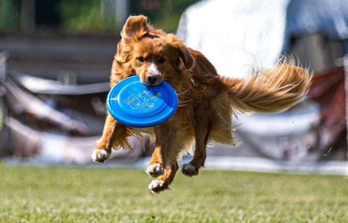 Ozzy - EvViva La Vita GLOW LIKE FIRE