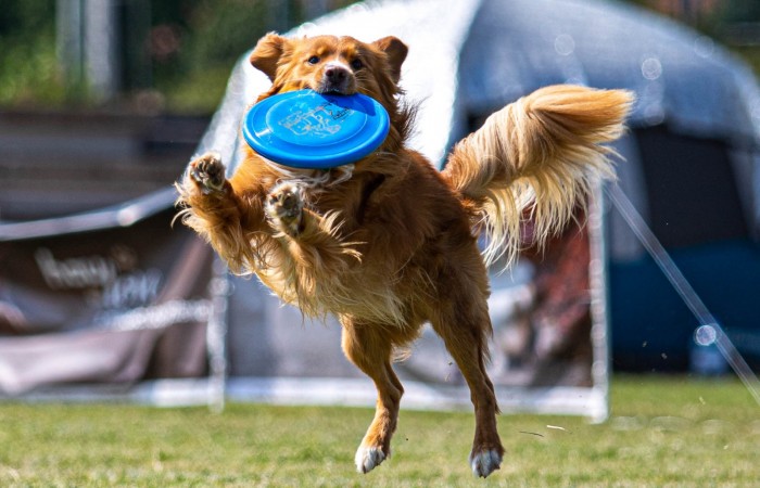 Ozzy - EvViva La Vita GLOW LIKE FIRE