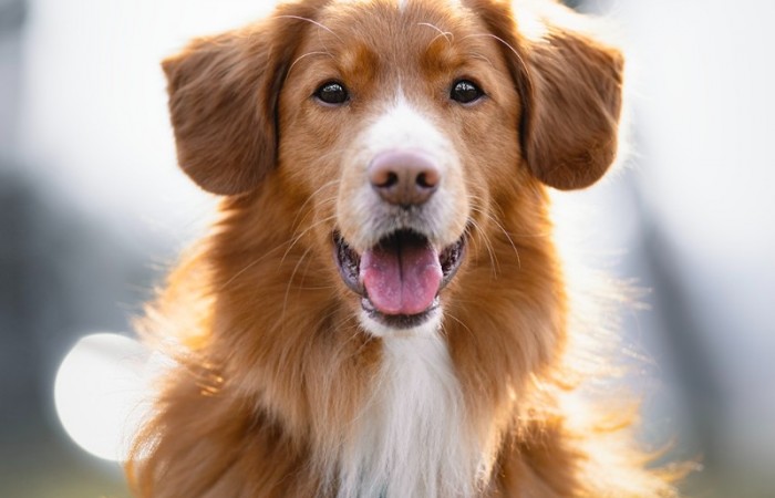 Ozzy - EvViva La Vita GLOW LIKE FIRE