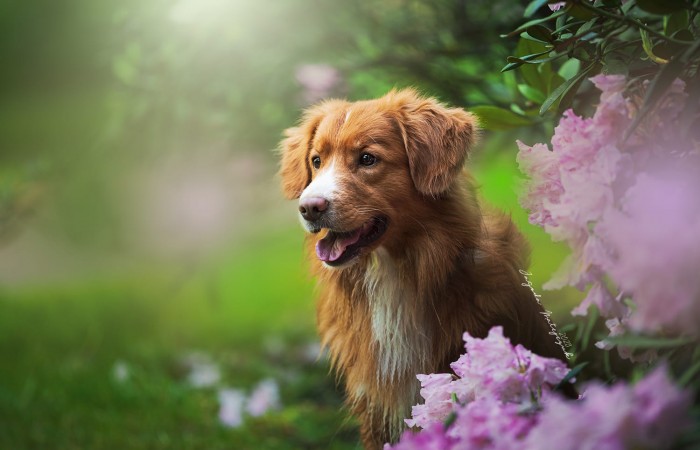 Ozzy - EvViva La Vita GLOW LIKE FIRE