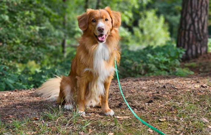 Ozzy - EvViva La Vita GLOW LIKE FIRE