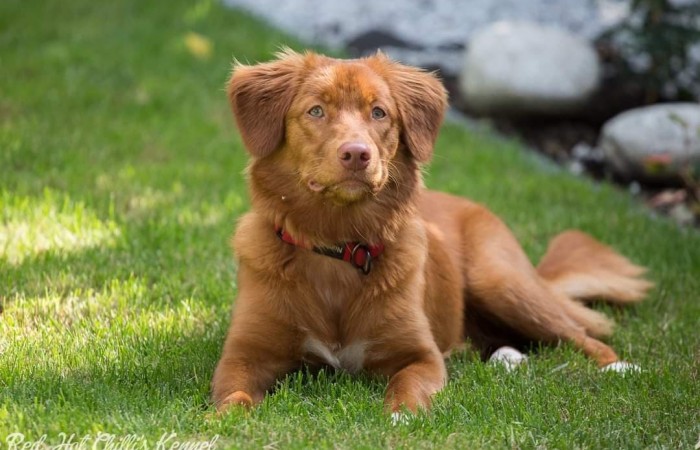 GCh PL, Ch PL Red Hot Chilli's BORN TO BE WILD