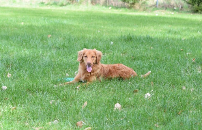 Mł Ch PL Red Hot Chilli's FANTASTIC KINSEY