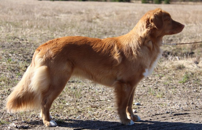 Finland Junior Champion Red Hot Chilli's SWEET BUT PSYCHO