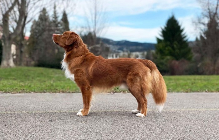 Ch PL, Mł Ch PL Red Hot Chilli's SALTY CARAMEL