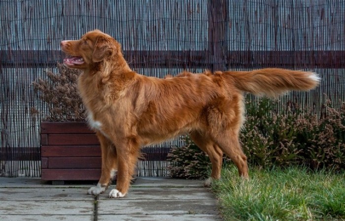 C.I.E., VCh PL, Ch RO, Ch EST, Ch PL, Mł Ch PL, Tallinn Winner'17, Mł Zw Kl '14, Zw Kl'18  Red Hot Chilli's Right Side of Life