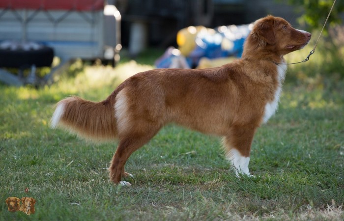 Mł Ch PL Red Hot Chilli's GO HARD OR GO HOME