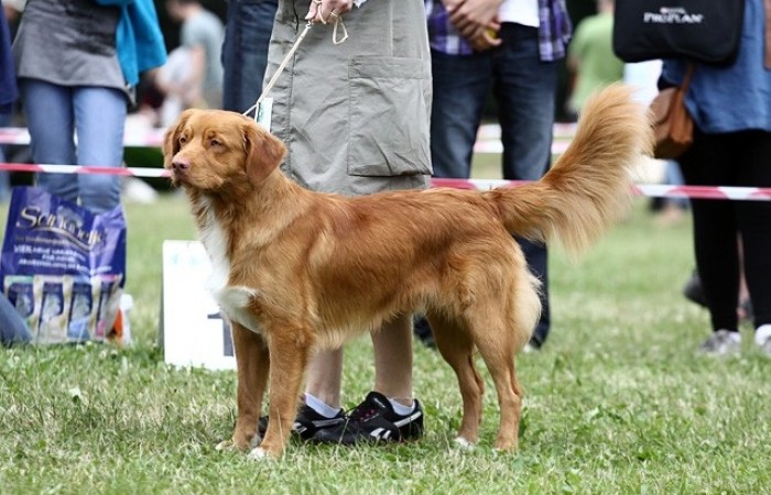 MŁ CH PL Red Hot Chilli's DIRECTION OF LUCKY