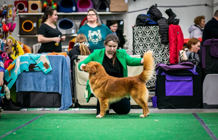 C.I.E., GCh PL, Ch LT, Ch PL, Ch LT, Mł Ch PL, Mł Ch H Red Hot Chilli's BRING THE CHAOS