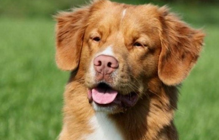 Rainier's Vermilion Blitz