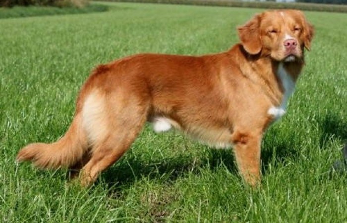 Rainier's Vermilion Blitz