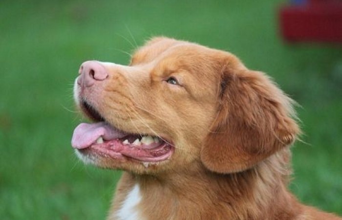 Rainier's Vermilion Blitz