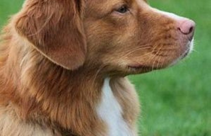 Rainier's Vermilion Blitz