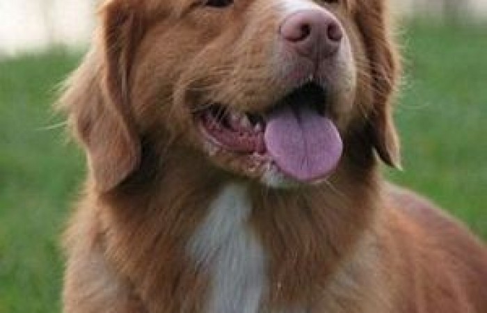 Rainier's Vermilion Blitz